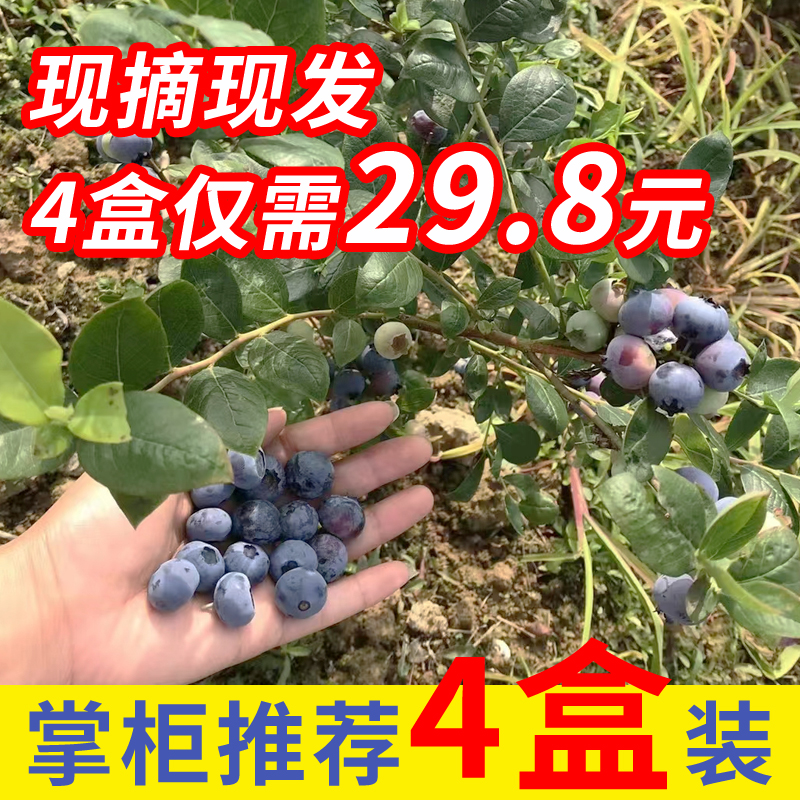 新鲜蓝莓鲜果当季水果孕妇宝宝辅食露天种植现摘现发蓝玫水果大果