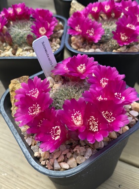 深山老方开花仙人球沟宝山HS260紫色花绿植包对版带盆发