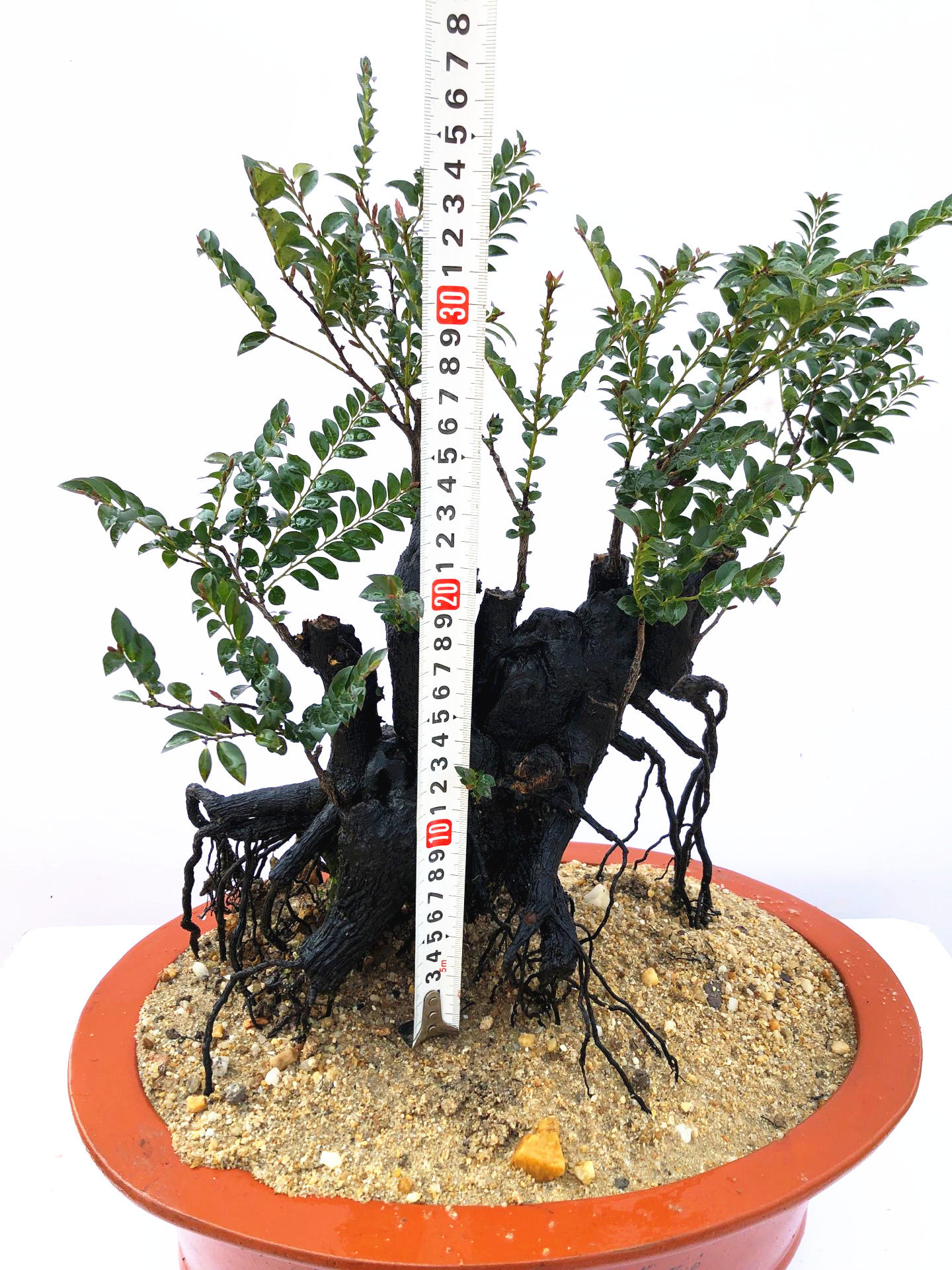 名贵黑骨茶黑檀木盆景树桩植物盆栽室内桌面绿植小叶檀香紫檀树