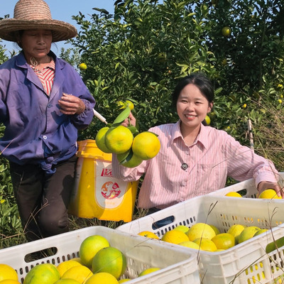 试吃装5斤井冈鸡尾青柚400g－500g新鲜水果果园直发香香推荐