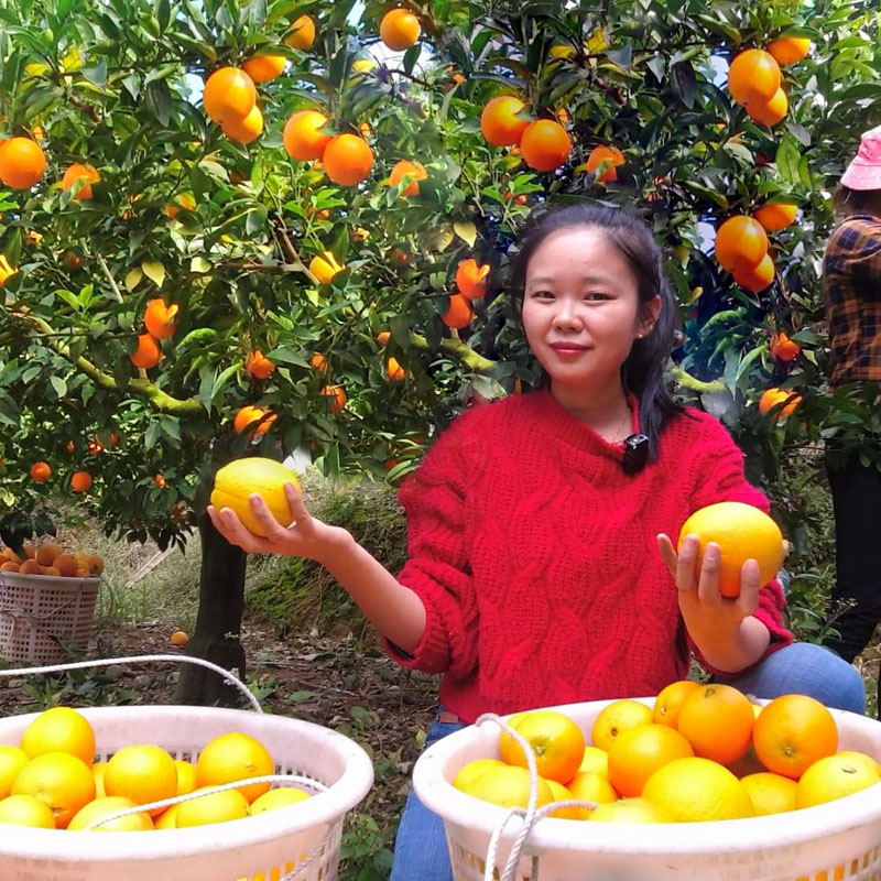 赣南脐橙精品大果（80-90mm）现摘发货果园直发10斤带盒子重量