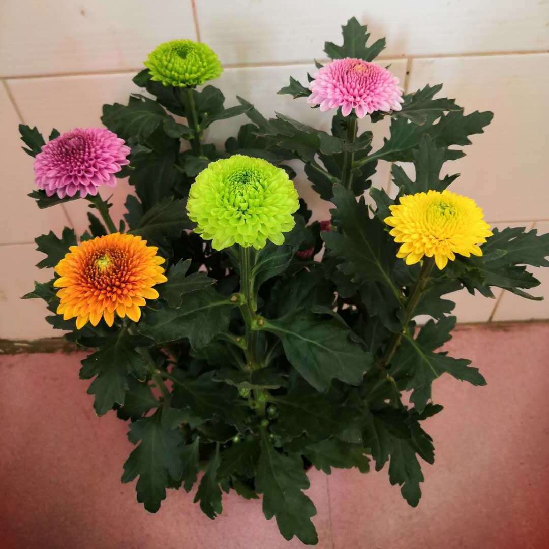 乒乓菊盆栽带花苞阳台庭