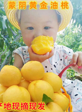 蜜桃黄桃黄油桃5斤蒙阴脆甜多汁