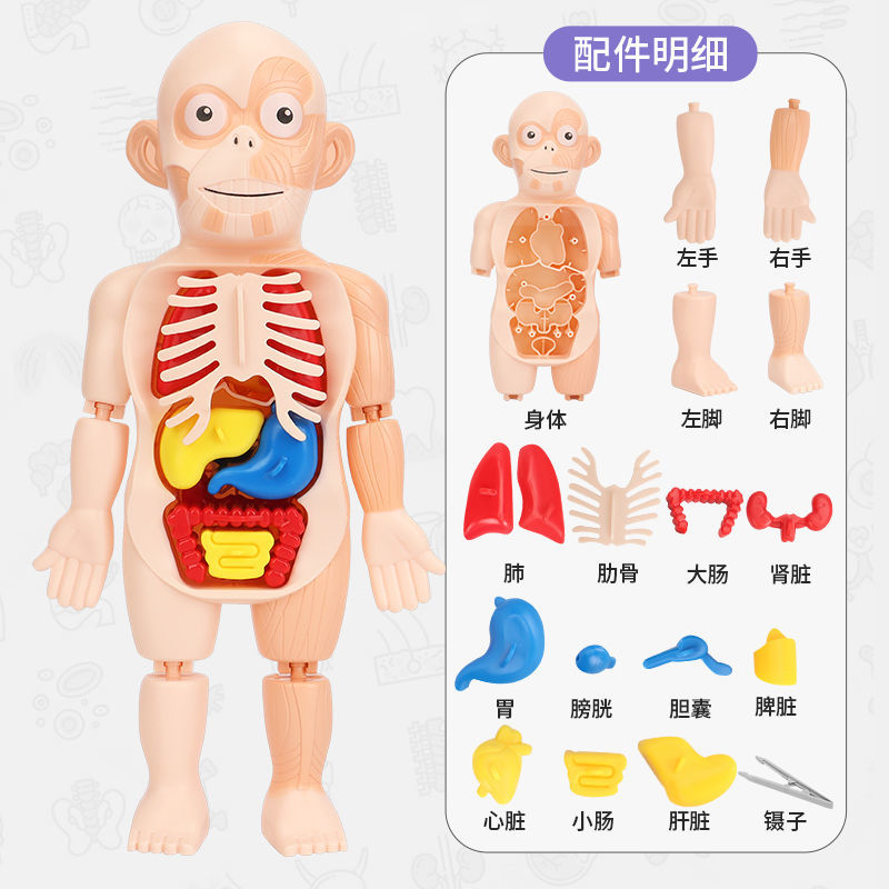 儿童启智科教人体器官骨骼医学多层人体结构消化系统人体拼图