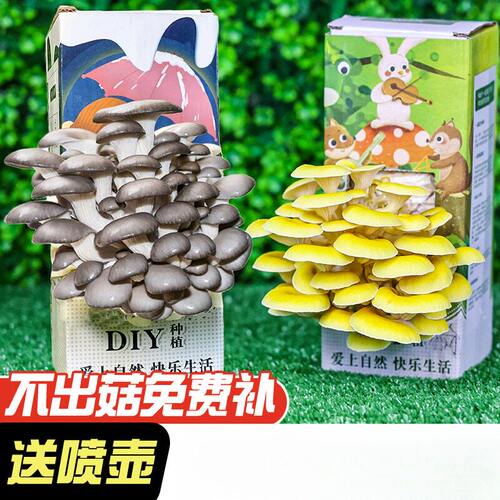 儿童种蘑菇可食用家庭趣味种植