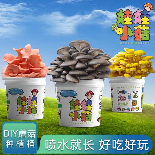 儿童种蘑菇可食用菌包盒子棒家庭
