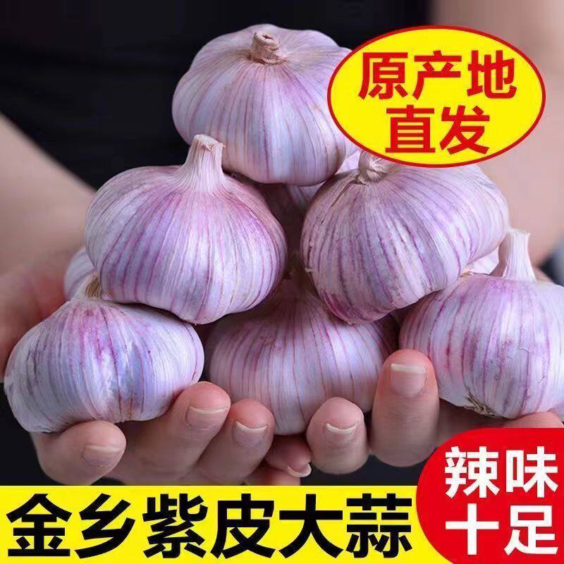 2026新鲜干祘头籽金乡农家自种紫皮大蒜头干蒜蒜米种子