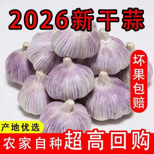 2026新鲜干祘头籽金乡农家自种紫皮大蒜头干蒜蒜米种子