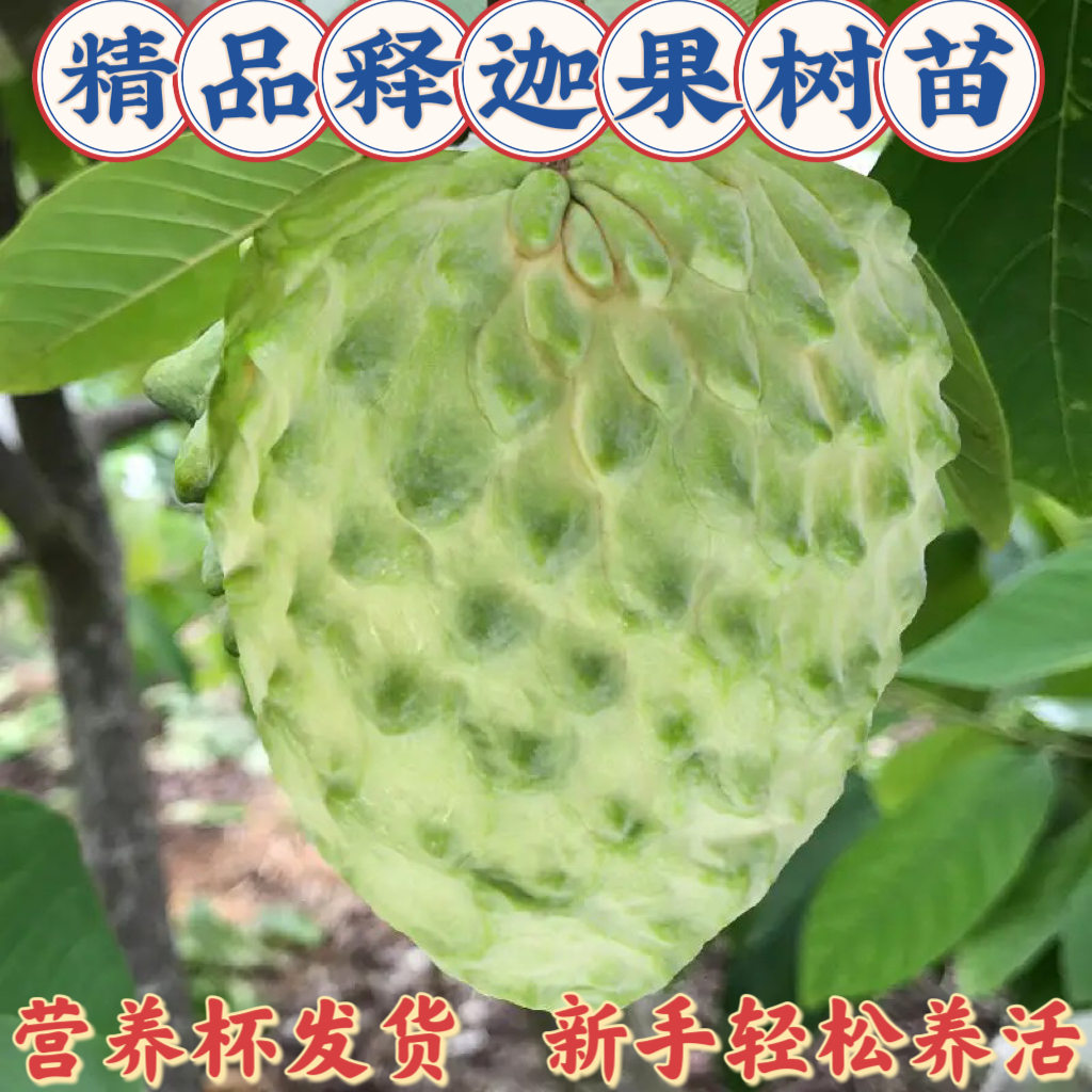 释迦树苗嫁接台湾凤梨释迦果树苗