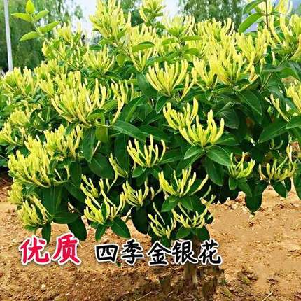 金银花树苗老桩可食用药用室内外爬藤植物四季开花南北方盆栽地栽