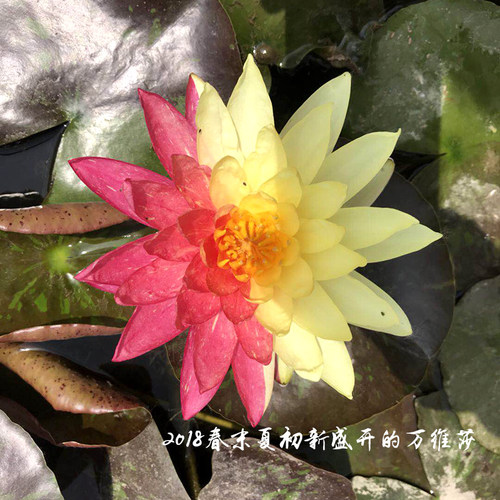根块双色水养四季睡莲盆栽苗包邮