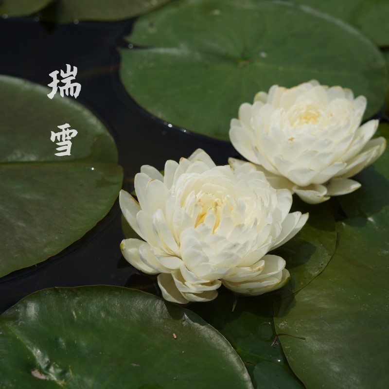 金丰园艺进口稀有【瑞雪】中型耐寒香睡莲白色重瓣庭院别墅花园