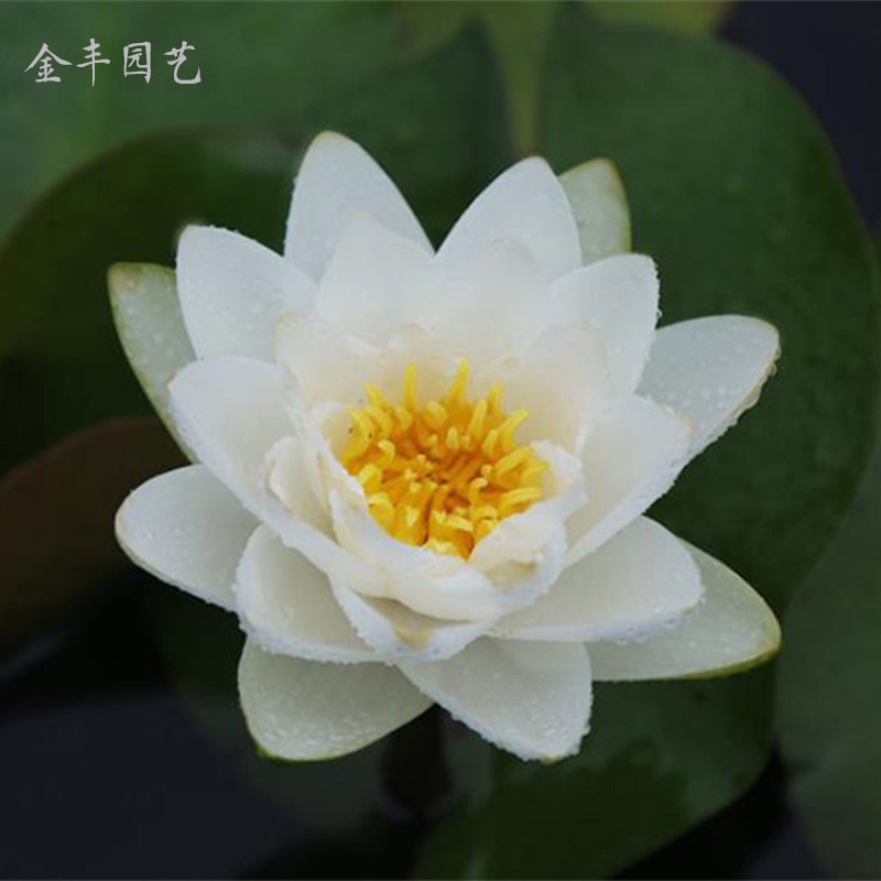金丰园艺欧洲白大型睡莲白色耐寒水培盆栽室内四季种植热销带花苞