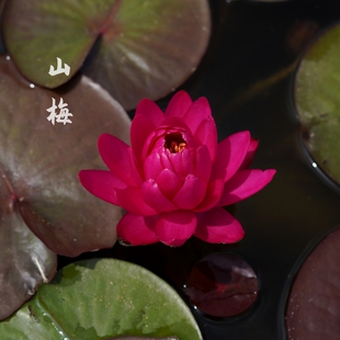 金丰园艺进口【山梅】大型耐寒睡莲玫红色大花重瓣水培植物莲花
