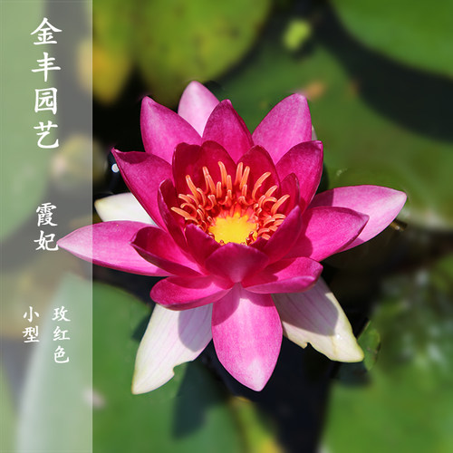 睡莲水培四季热销花nbsp植物