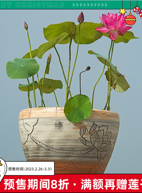 【东方红】金丰园艺®红紫色重瓣中型荷花苗藕带根苗花卉包对版