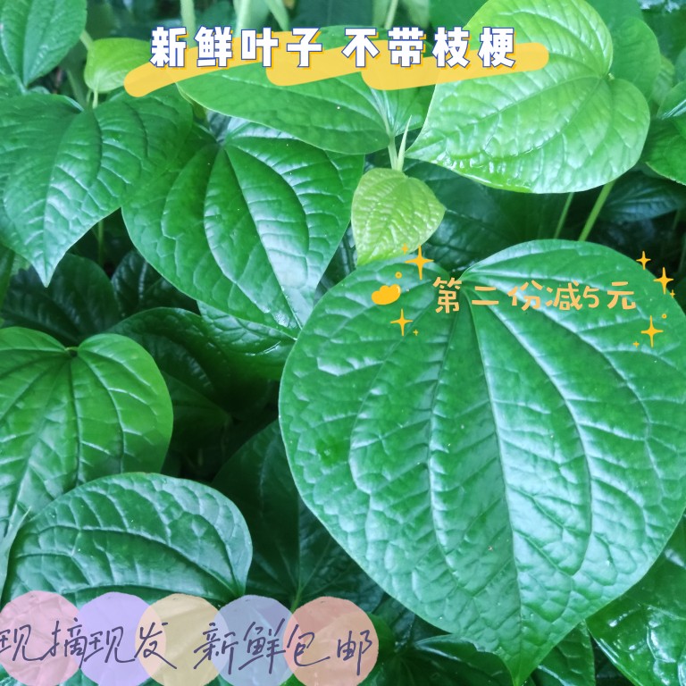 新鲜现摘假喽叶哈喽叶急萎叶蛤蒌叶蛤蝼叶假香菜粽子材料假香菜叶