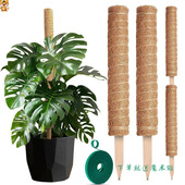 龟背竹支撑杆绿箩攀爬柱椰棕棒固定架植物爬藤花架棕榈皮椰丝苔藓