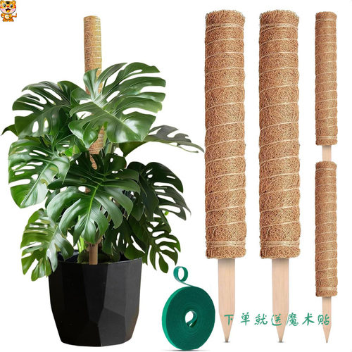 龟背竹支撑杆固定架植物攀爬棕榈
