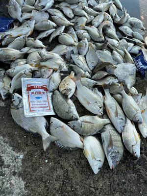 海钓钓饵盏鬼工研面饵