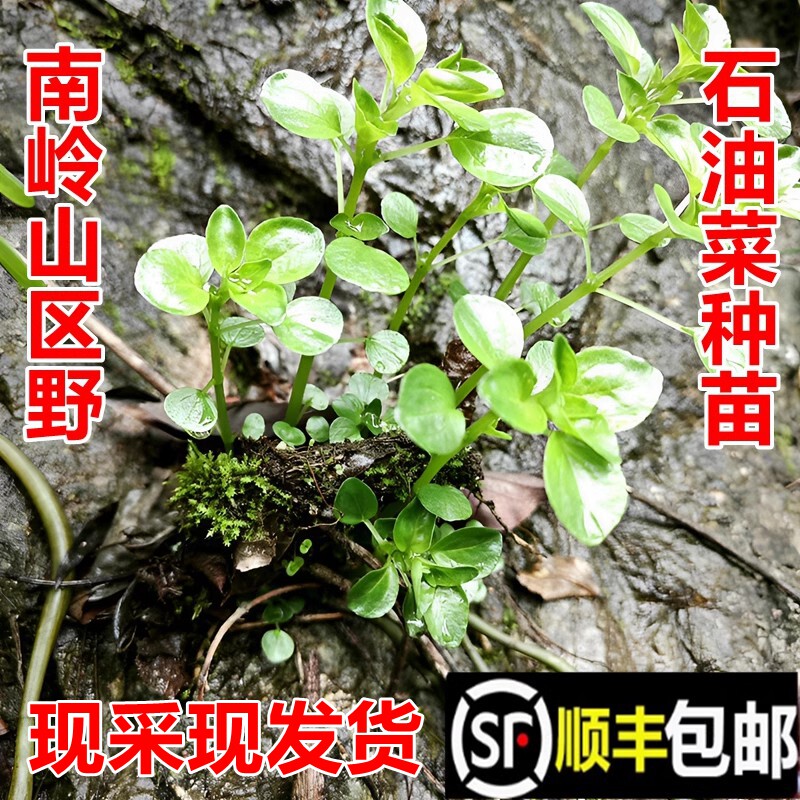 顺丰包邮南岭野石油菜苗石花菜石苋菜打不死新鲜疳积草中药材幼苗