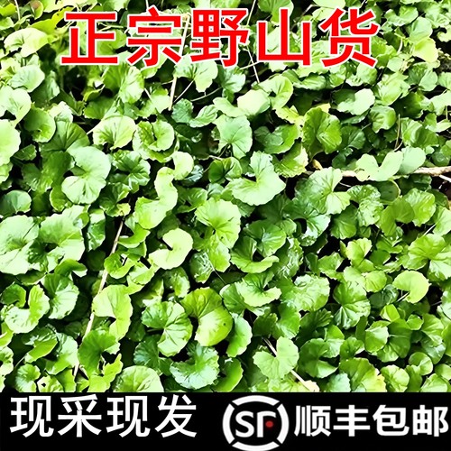 新鲜雷公根积雪草马蹄草顺丰包邮