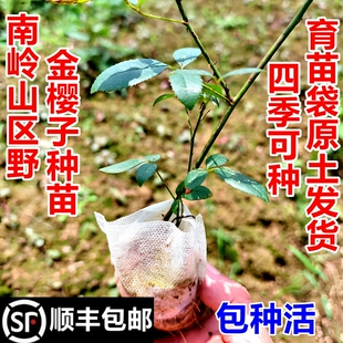 顺丰包邮南岭野金樱子树苗金罂子苗金壶瓶刺榆现挖现发中药材幼苗