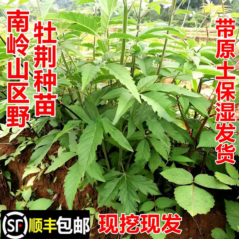 顺丰包邮南岭野牡荆苗新鲜现挖黄荆苗中药材幼苗药用绿植盆栽苗