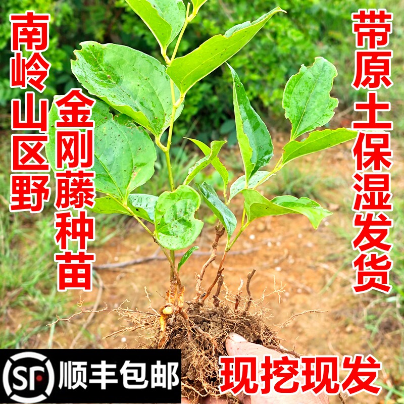 顺丰包邮南岭金刚藤苗菝葜金刚刺苗铁菱角苗现挖中药材幼苗