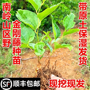 顺丰包邮南岭野生金刚藤苗菝葜金刚刺苗铁菱角苗现挖中药材幼苗