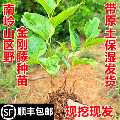 金刚藤苗菝葜苗药材顺丰包邮
