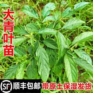 顺丰包邮南岭野蓼大青叶苗蓼蓝叶染青草苗蓼蓝叶苗绿植中药材幼苗
