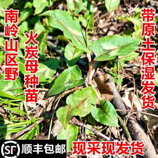 顺丰包邮南岭野火炭母苗白蝴蝶乌饭藤火炭毛苗现挖现发中药材幼苗