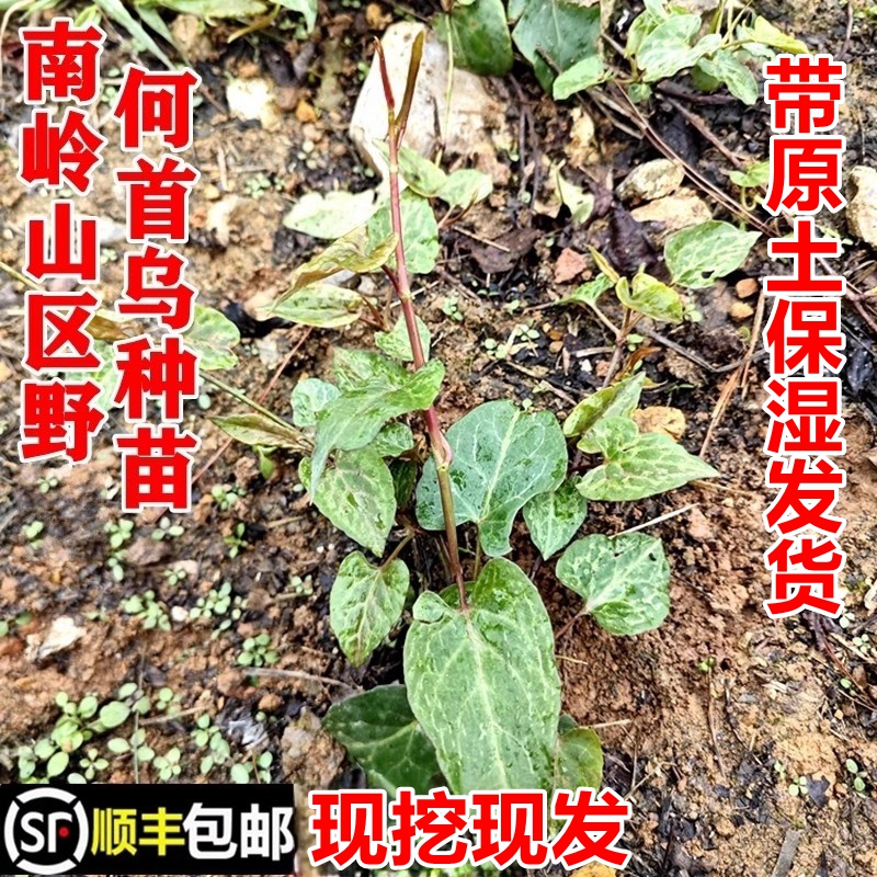 野生何首乌苗赤敛苗地精顺丰包邮