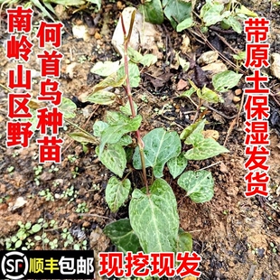 顺丰包邮南岭野生何首乌苗赤敛地精夜交藤紫乌藤种苗现挖中药材苗