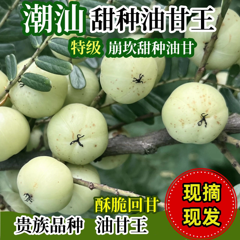 潮汕油柑王新鲜油甘果余甘果牛甘果滇橄榄柿饼丙甜油柑孕妇水果