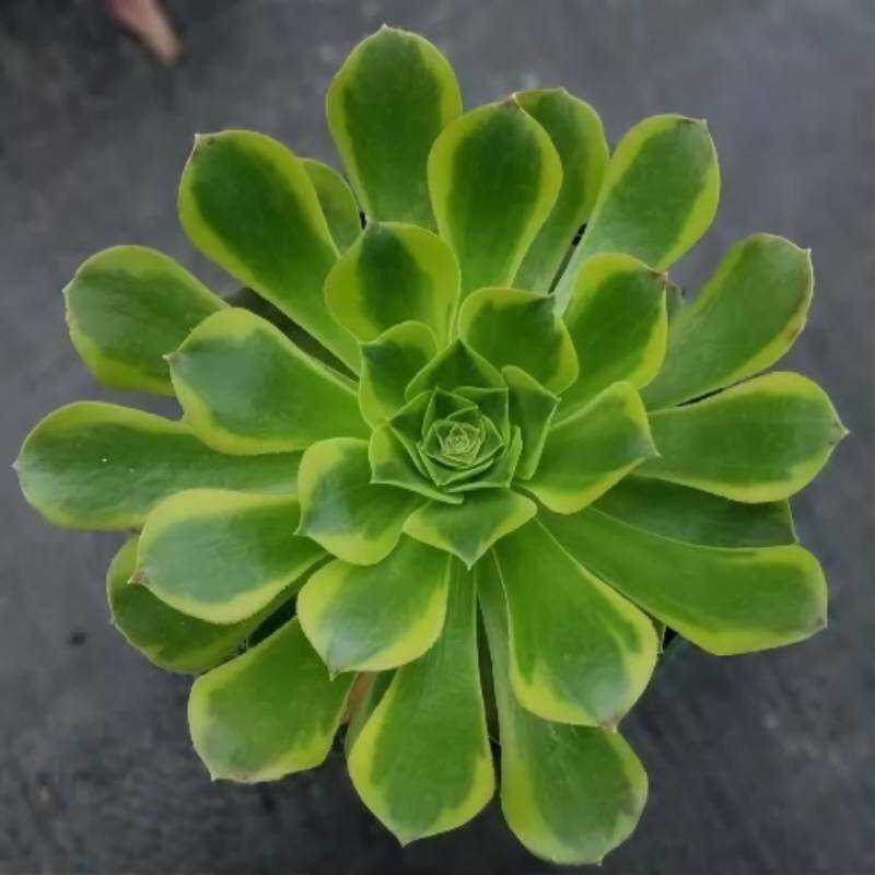 青檬法师锦韶羞锦法师贵货精品多肉法师室内阳台窗台老桩盆栽花卉