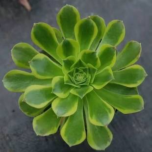 青檬法师锦韶羞锦法师贵货精品多肉法师室内阳台窗台老桩盆栽花卉