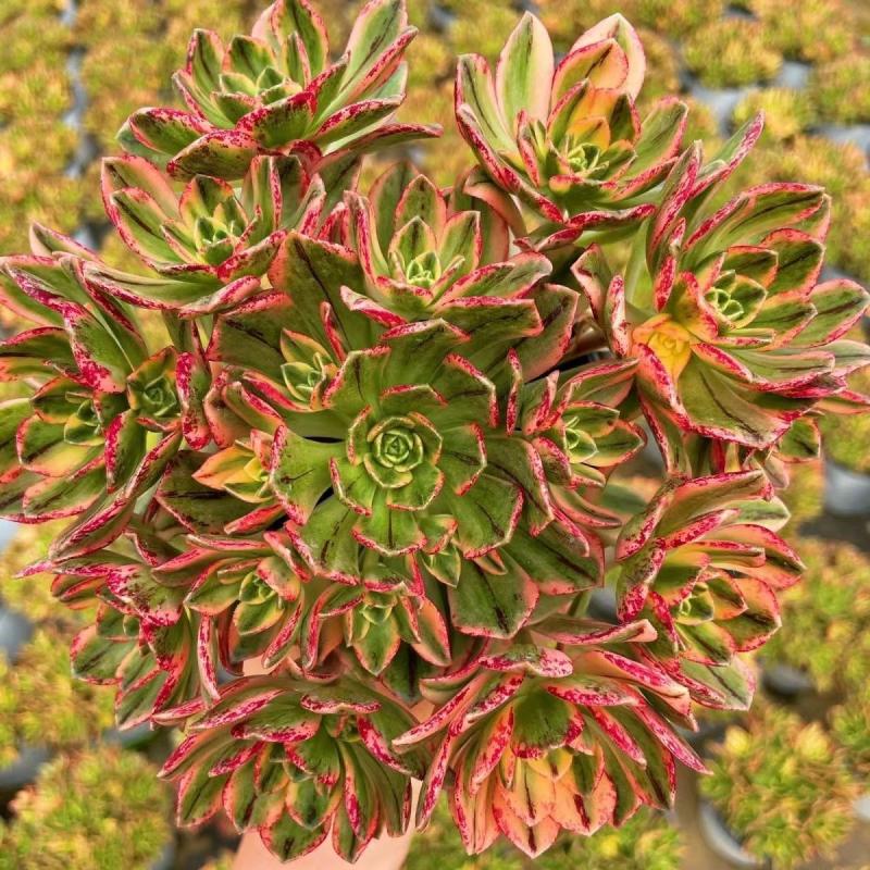 多肉法师植物绿茶法师锦