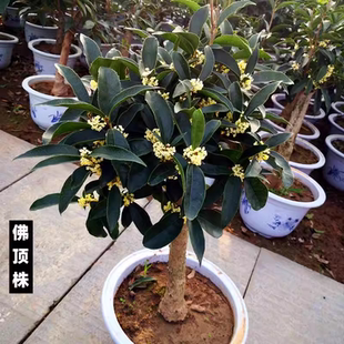 流苏嫁接日香桂佛顶株天香台阁桂花盆栽盆景树苗浓香型四季型桂花