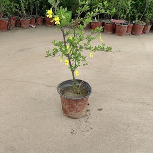 可食用黄金雀盆栽树苗南雀北雀花老桩新鲜盆栽金雀梅锦鸡儿阳雀花