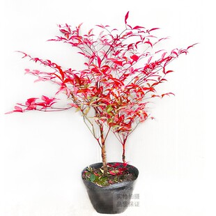 南天竹 庭院植物绿化苗木 观叶盆栽竹子苗红天竹蓝天竹盆栽苗耐寒