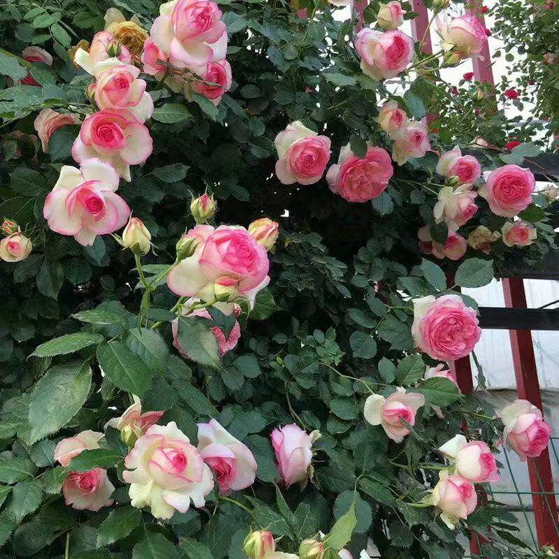 藤本月季花苗 爬藤多季开花欧月浓香庭院植物花卉拱门花墙耐寒植