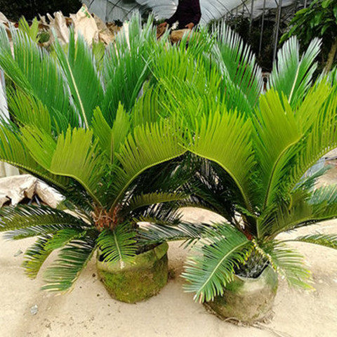 铁树盆景盆栽 四季常青植物 室桌面绿植