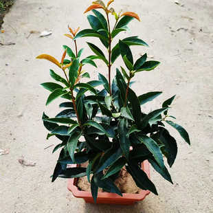 流苏嫁接佛顶株天香台阁桂花盆栽盆景树苗佛顶珠浓香型四季开花