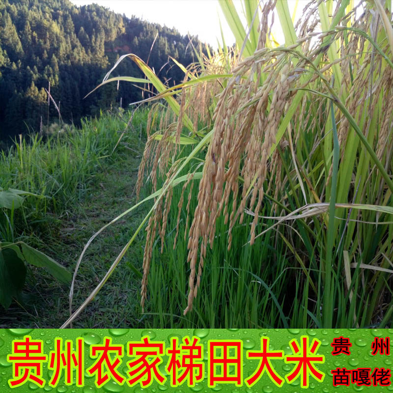 贵州梯田大米新米农家自种贵州