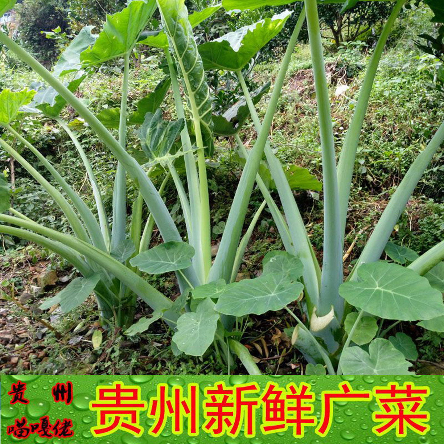 贵州特产新鲜广菜现割农家时令蔬菜芋杆芋蒙白玉芋荷杆火锅配菜