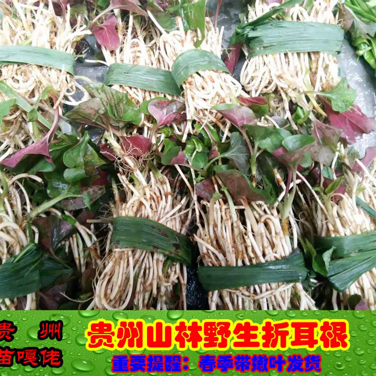 贵州野生折耳根新鲜现挖发货嫩节节根时令野菜食用凉拌食材包邮