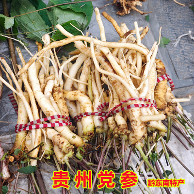 中草药材贵州新鲜党参现挖狮头参