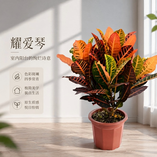变叶木盆栽室内庭院大盆七彩变色木四季耐热彩叶吸甲醇绿化带绿植